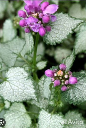 Яснотка крапчатая. Многолетняя