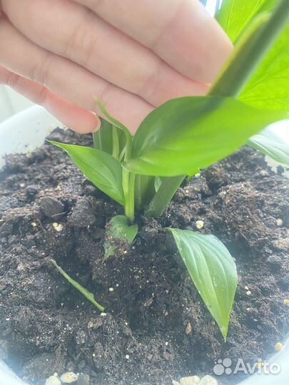 Спатифиллум