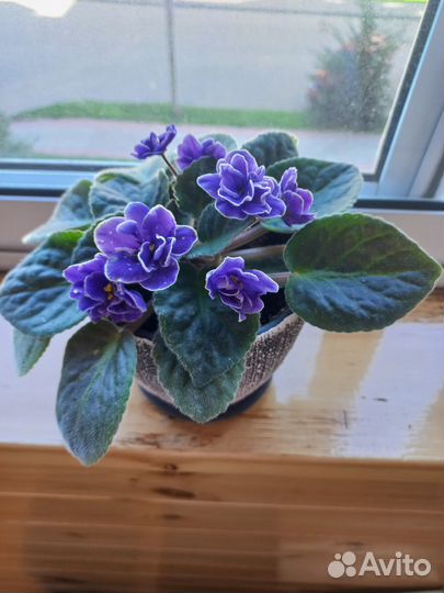 Фиалки в кашпо