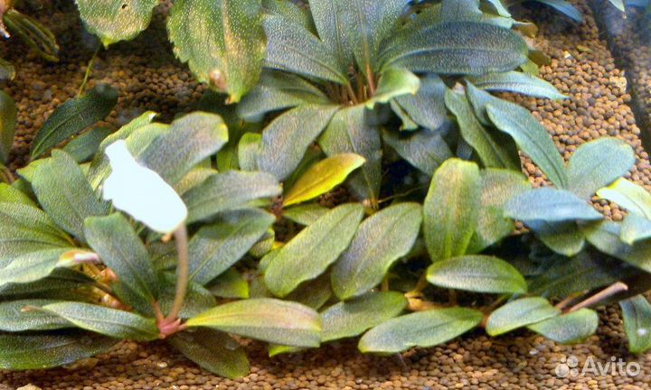 Bucephalandra Буцефаландра