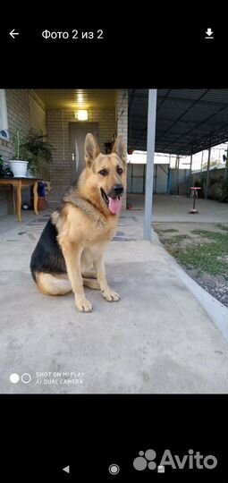 Не продаётся.случка