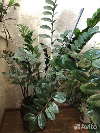 Замиокулькас