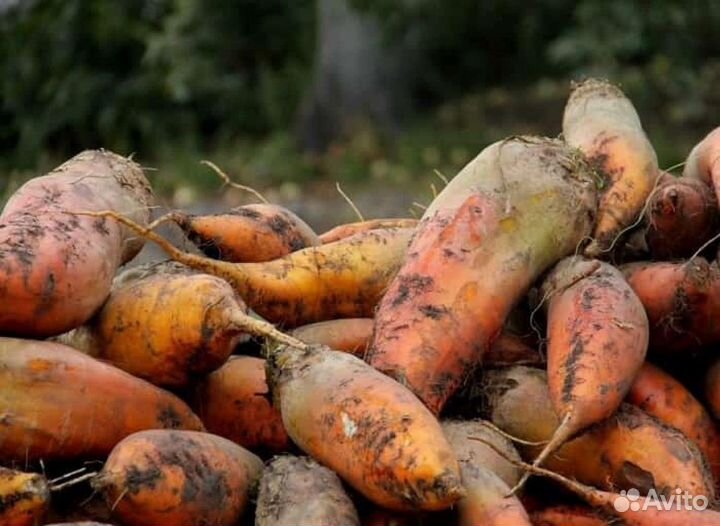 Корм для скота. Свёкла, мелкий картофель и кабачки