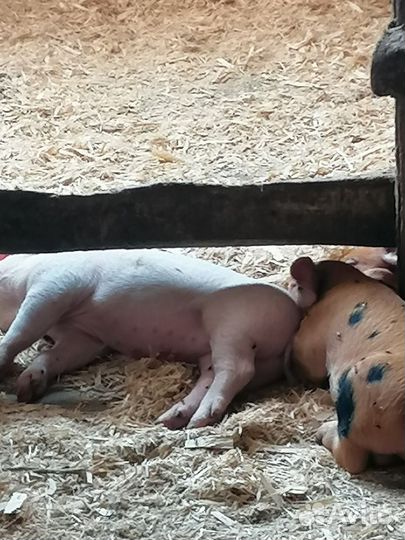 Поросята ландрас дюрок