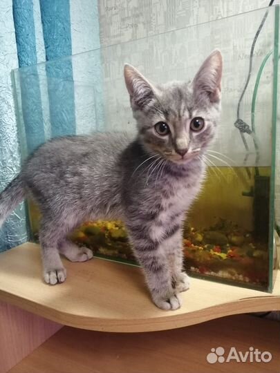 Отдам котят, в хорошие руки