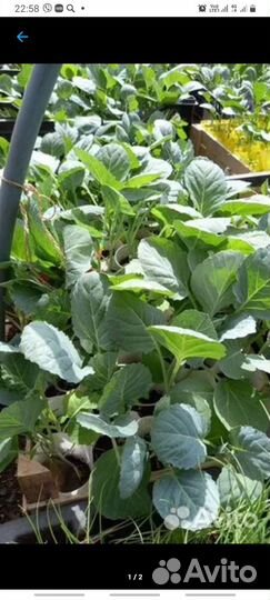 Рассада капусты