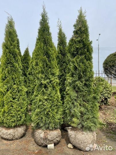 Туя смарагд 3метра осталось 50штук