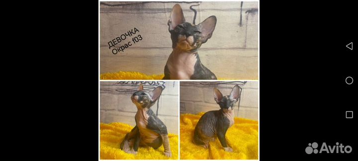 Донской сфинкс призеры котята