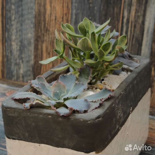 Суккуленты в кашпо, эхеверии и крассула