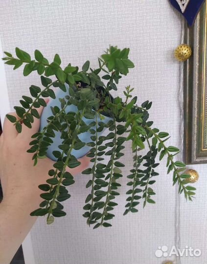 Хойи разные ч.2