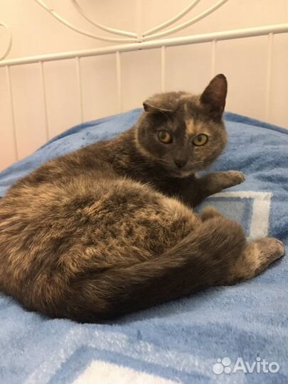 Кошка в дар