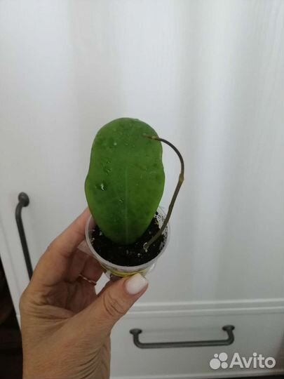 Хойи Керри Эскимо Кримсон Пахиклада Миндорская