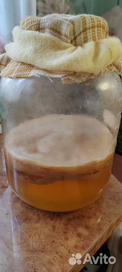 Чайный гриб