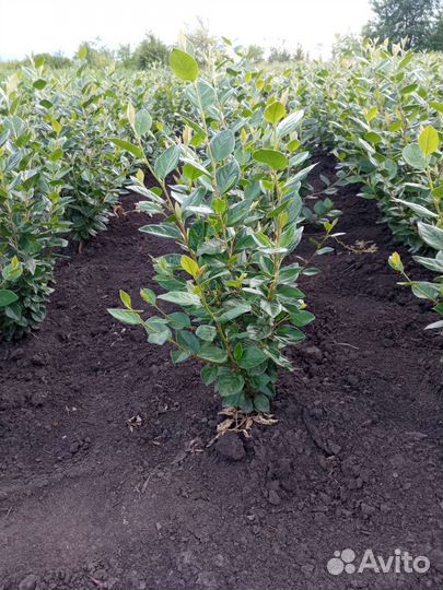 Кизильник блестящий