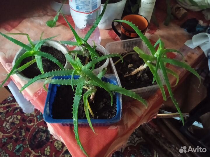 Комнатные цветы алоэ