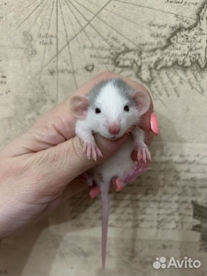 Крысята Дамбо девочки