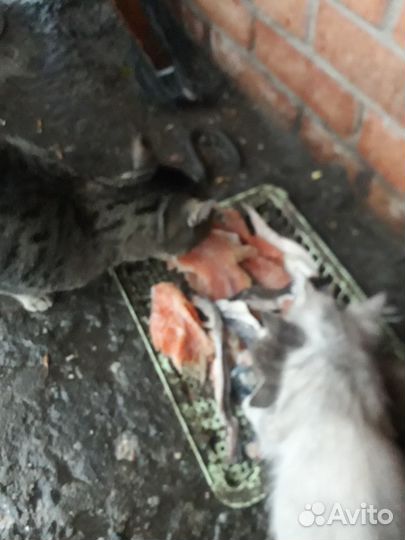 Корма для животных