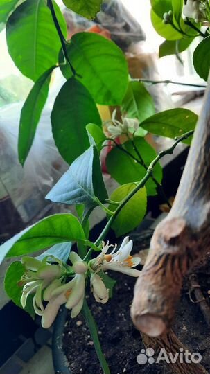 Лимон/лайм,взрослое растение