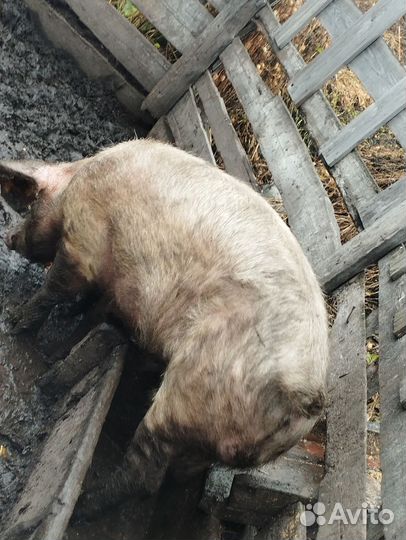 Продам хряка