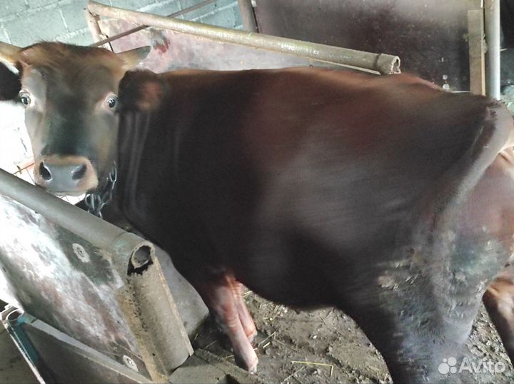 Бычок,телки