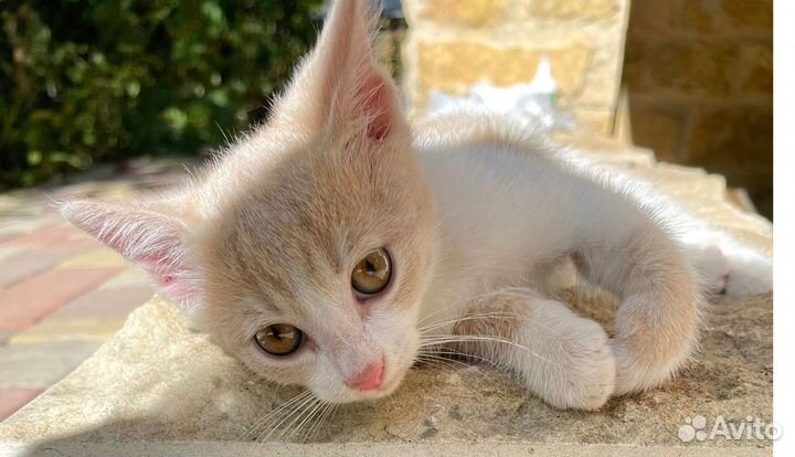 Котенок Персик ищет дом