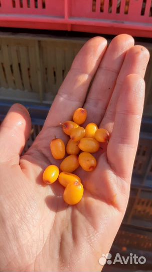 Облепиха ягода