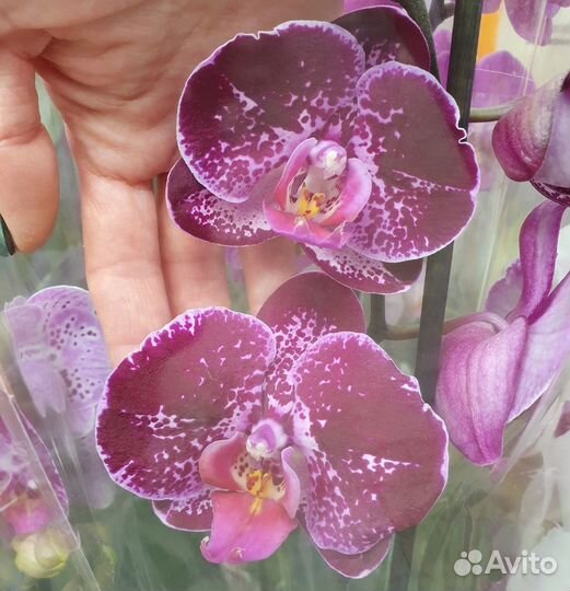 Орхидея фаленопсис Супер Бьютифул /Super Beautiful