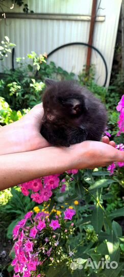 Котята в добрые руки бесплатно