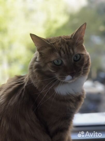 2 котика брата