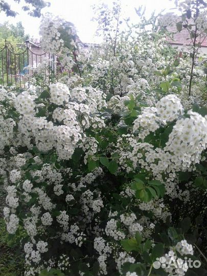 Кусты (спирея)