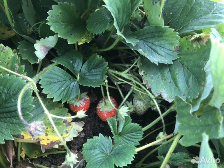 Рассада клубники