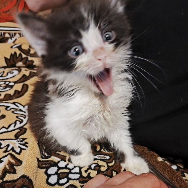Котёнок в добрые руки