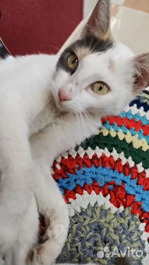 Молодая кошечка