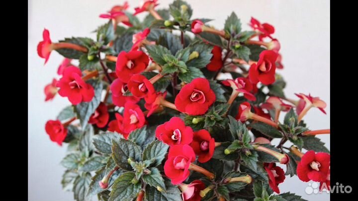 Ахименесы, рассада