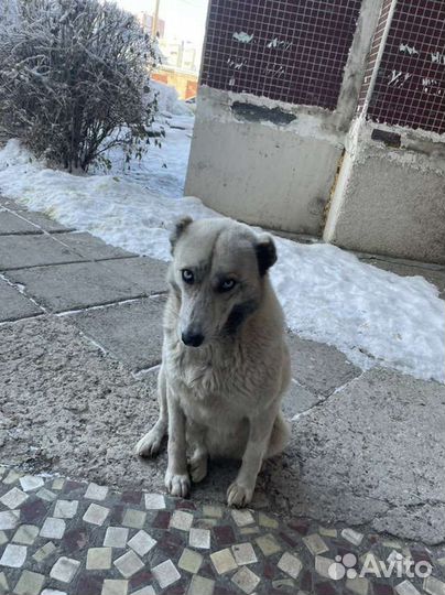 Собака друг компаньон