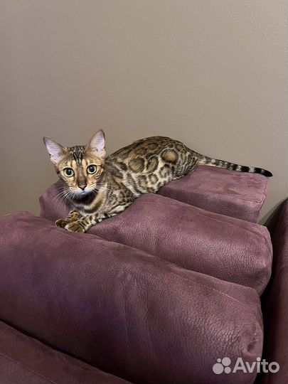 Бенгальская кошка