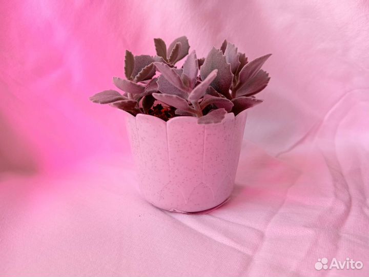 Цветы суккуленты