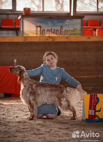 Профессиональный хендлер