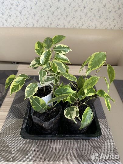 Хойи, Фикус Бенджамина укоренившиеся отводки