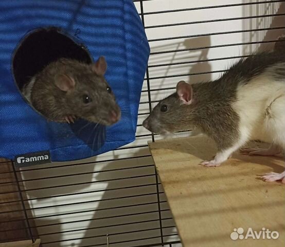 Крыски ищут новый дом