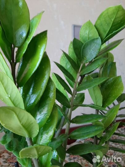 Комнатные растения цветы