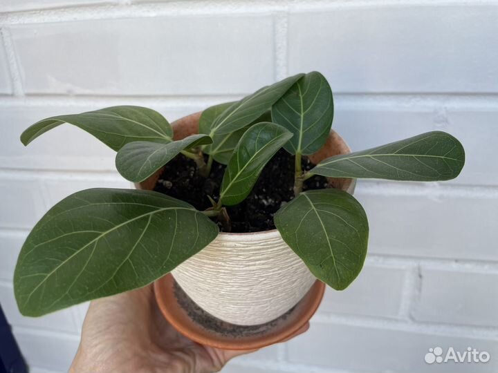 Фикус бенгальский Одри