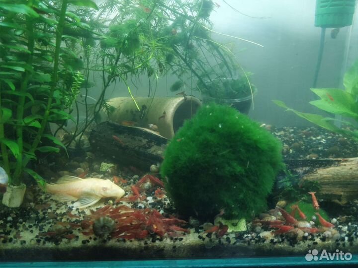 Креветки