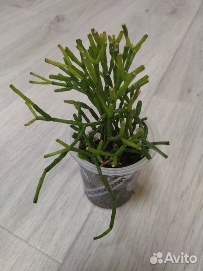 Комнатные растения