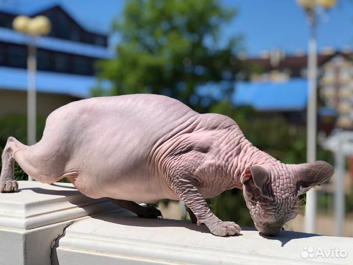 Канадский сфинкс