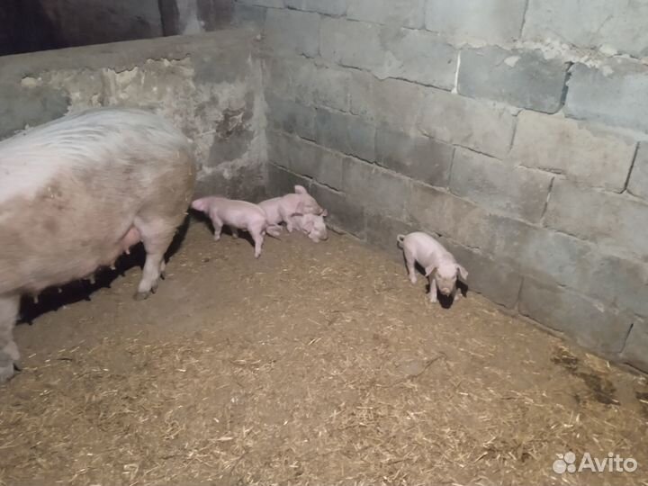 Продам поросят породы ландрас