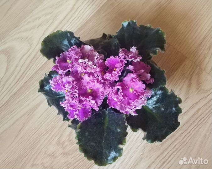 Фиалка цветущая