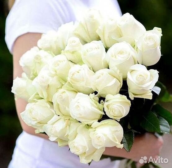 101 роза цветы букеты доставка 25 51 101 роза