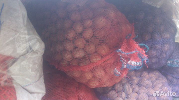 Грецкий орех для посадки 185кг. и др. целей Армави