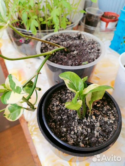 Комнатные растения